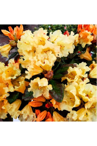 Рододендрон Саффрано (жовтий)